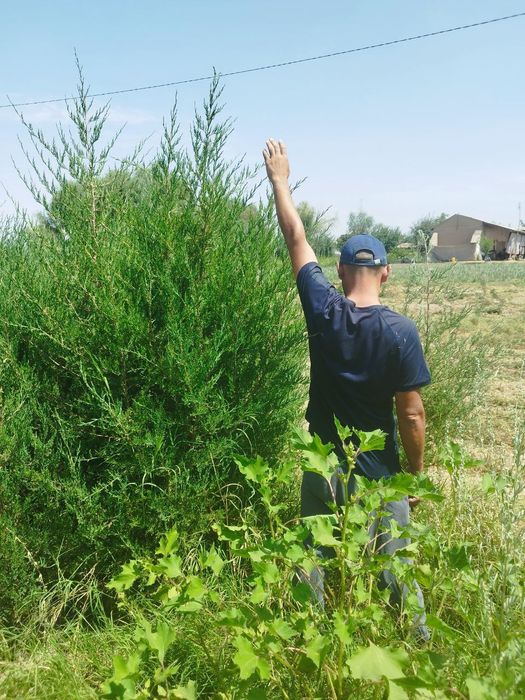 Ассалому-алайкум мажвинник арча сотилади