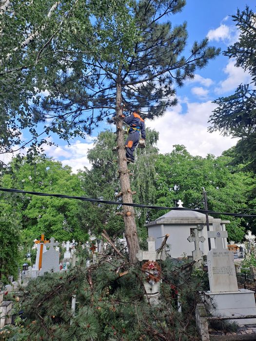 Tăiere Arbori De Mari Dimensiuni/Alpinism Utilitar/Rapid Și Ieftin.