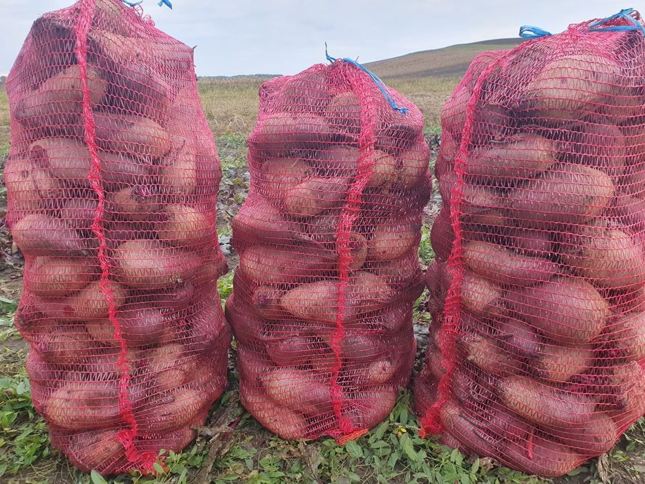 Sfecla rosie de vânzare