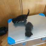 Pisoi spre adoptie