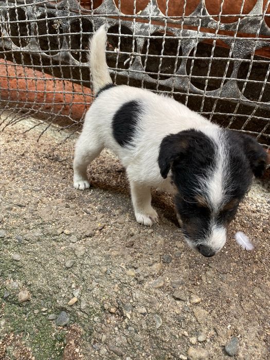 Fox terrier de vânzare