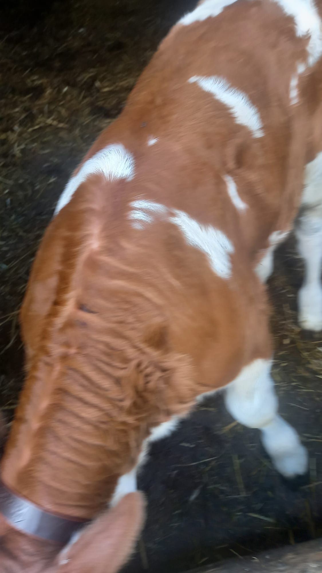 Vaca de 6 ani cu 2 vitei gemeni