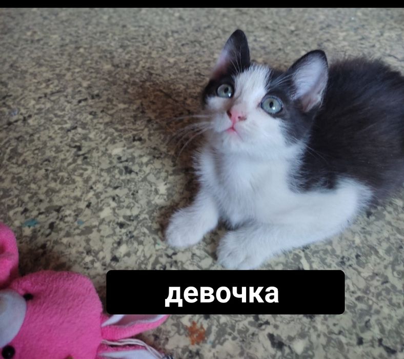 Ищем дом мальчику и девочкам