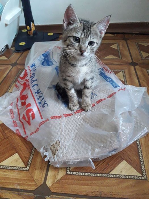 Отдам котёнка, девочку, 4 мес. добрым людям