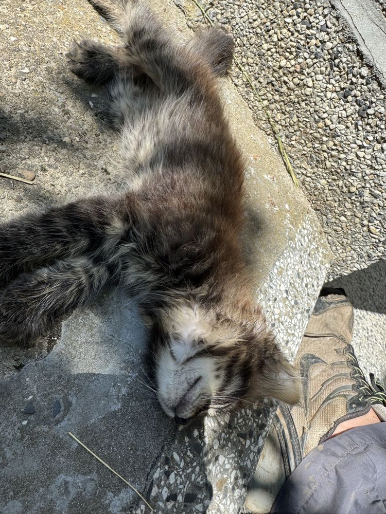 Котенце търсещо дом