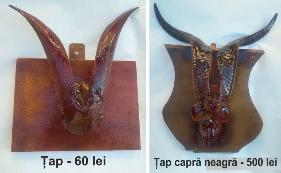 Coarne cerb, caprior, tap - lacuite, cu panoplie + animale impaiate