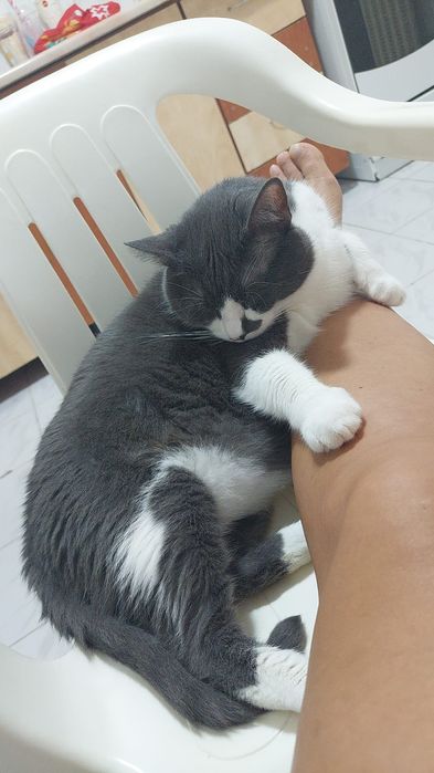 Donez pisica cuminte