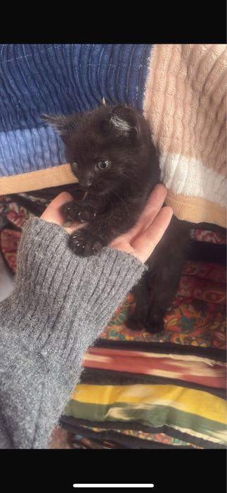 Отдам кошку за хорошие руки беспалто