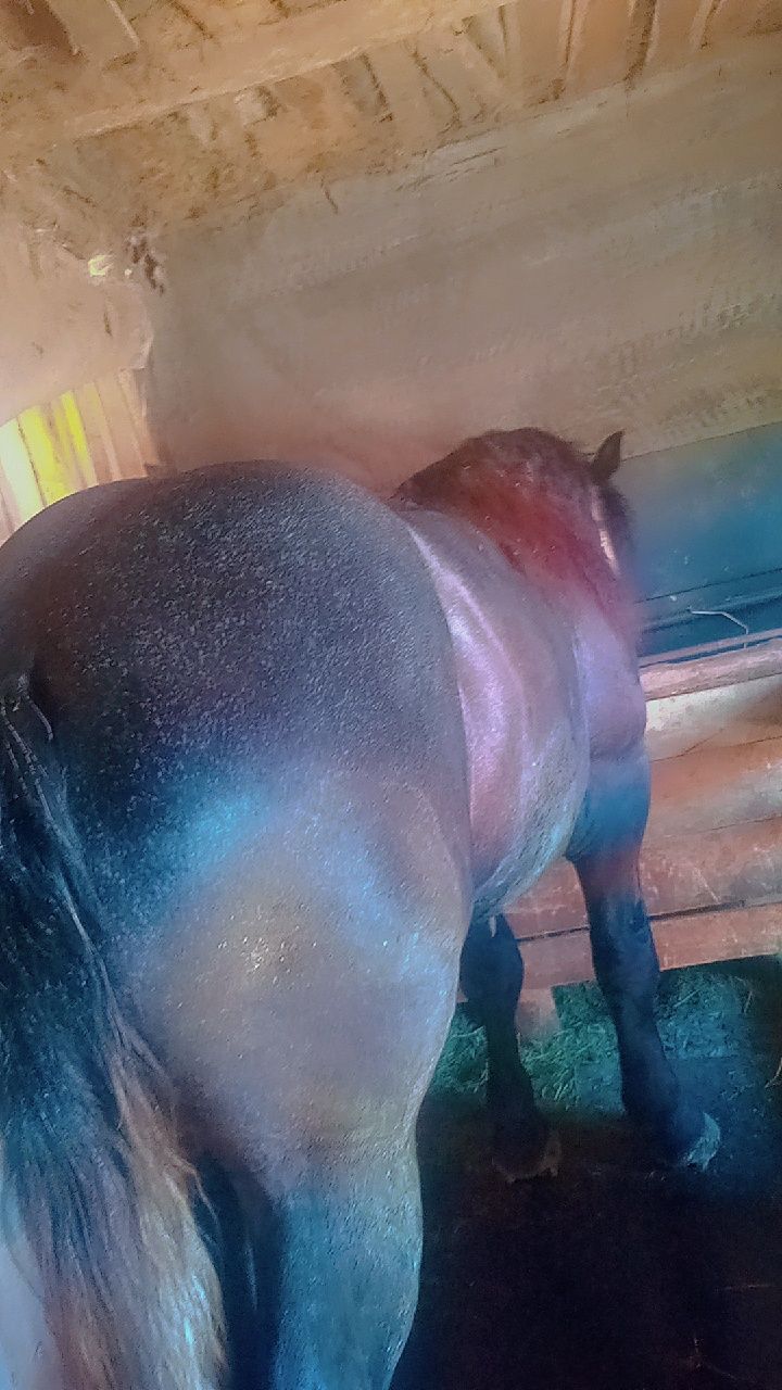 Vând mânz percheron