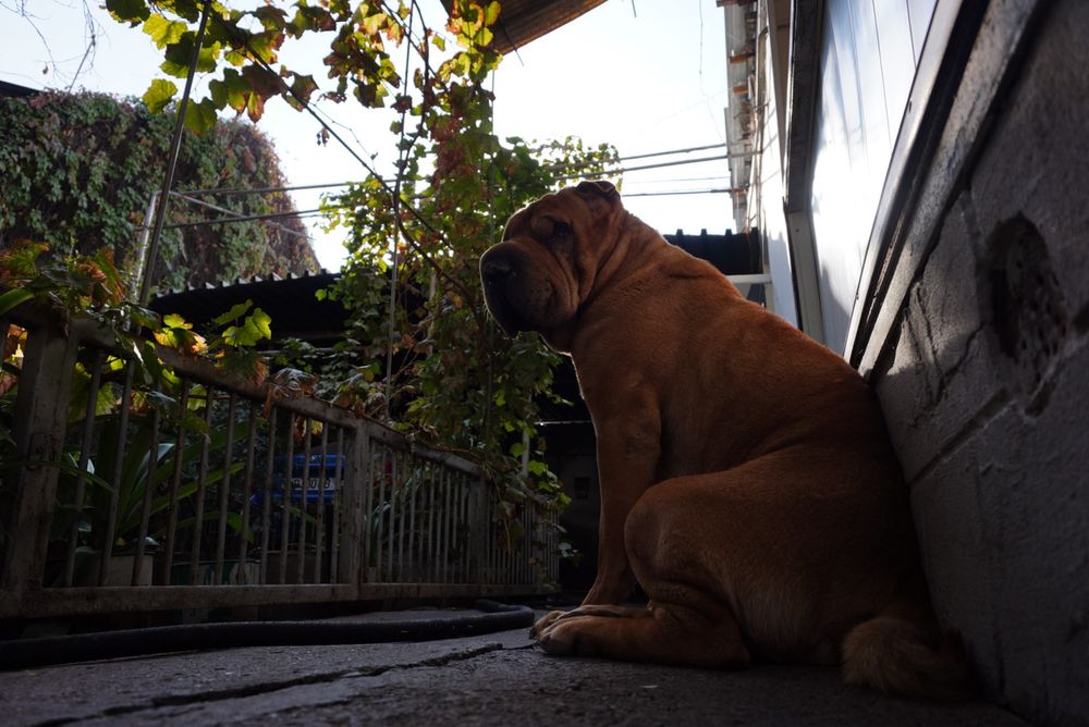 Самец шарпея ищет свою любовь