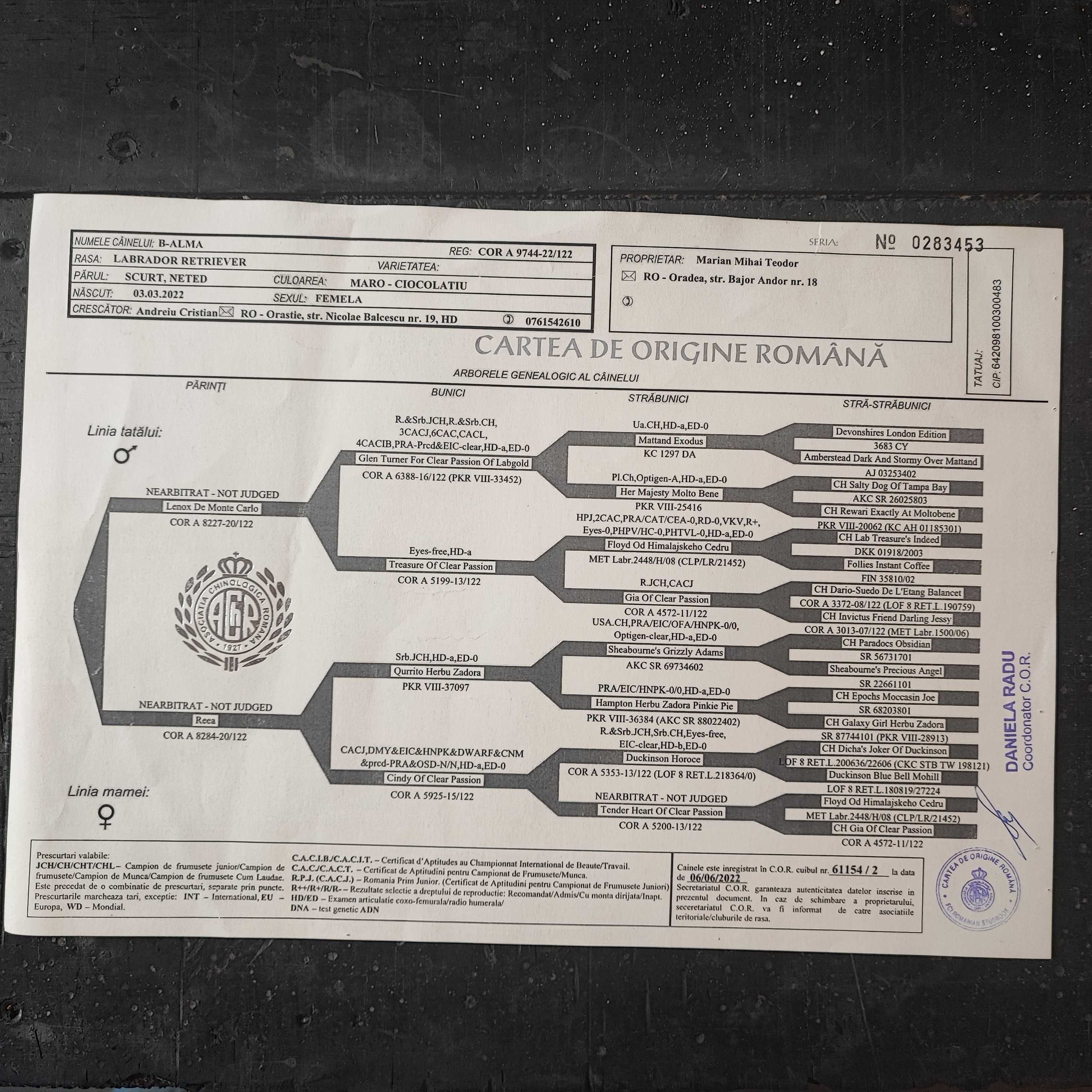 Labrador pedigree tip A