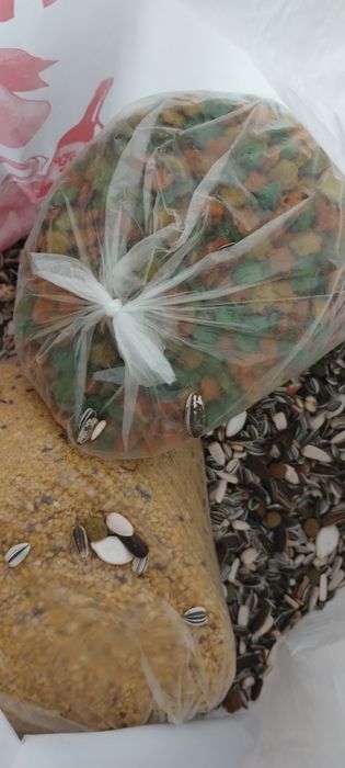 Papagalita micul alexandru