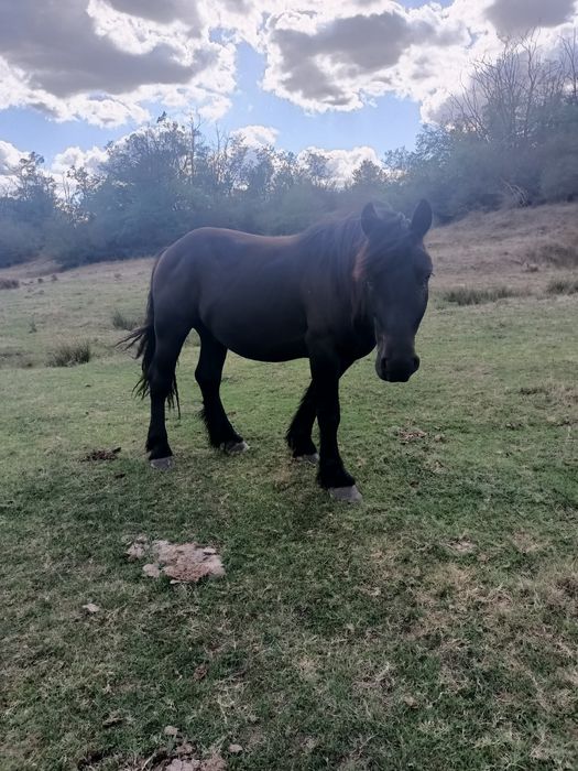 Vând 3 armăsari negri și o iapă