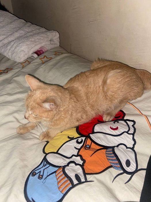 Bepul faqat yaxwhi oaga