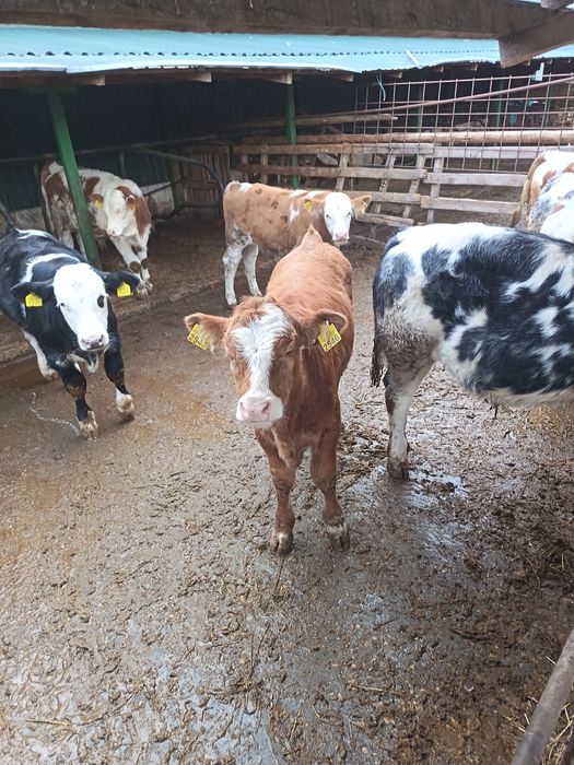 Viței mici (150  kg) $i mari  peste 350 kg