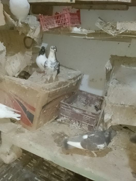 Кабутар сотилади