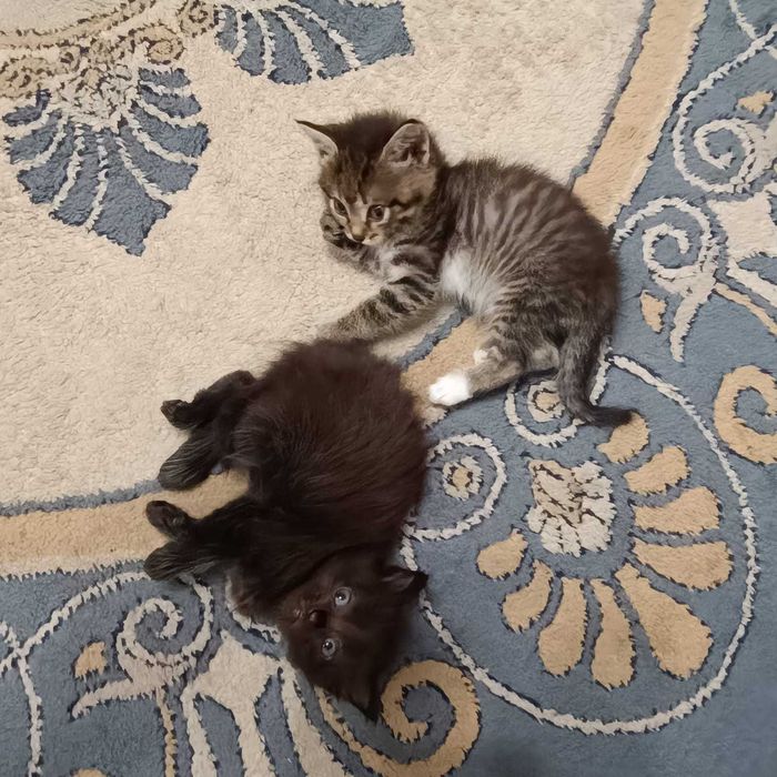 Отдам котят в хорошие руки