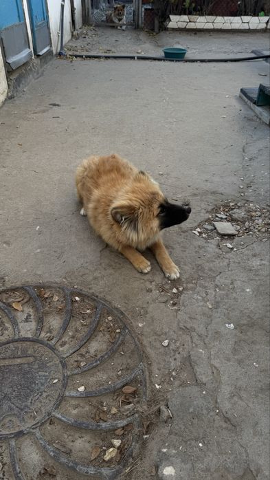 отдам щенка в добрые руки бесплатно
