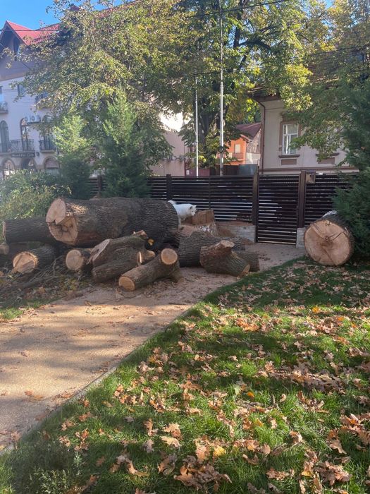 Trunchi de stejar secular