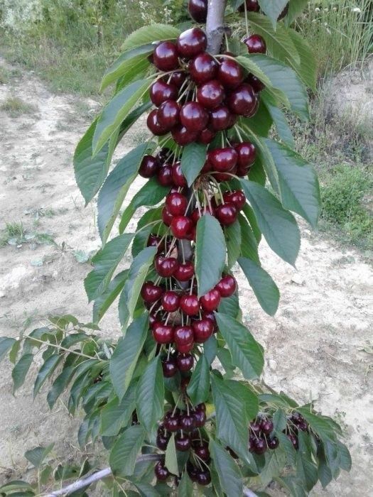 Gilos гилос  kuchatlari 13 xil sortimiz bor