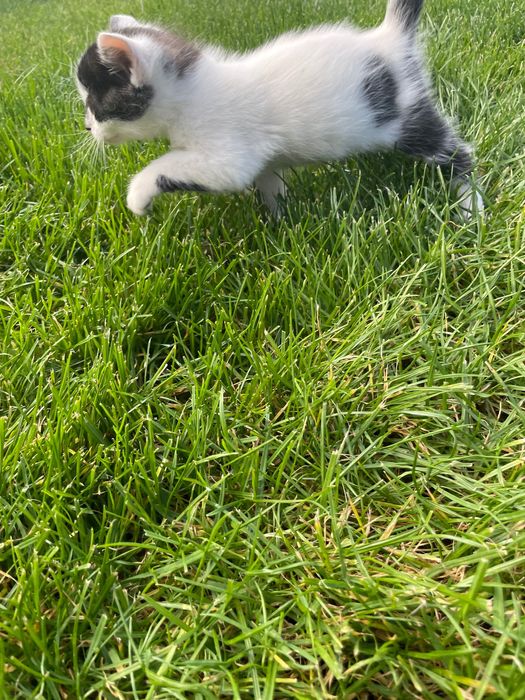 Подаряват се дългокосмести котенца