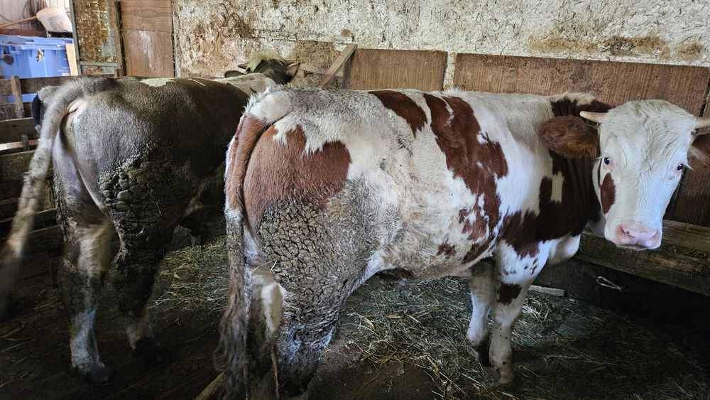 Vând 2 taurasi baltati