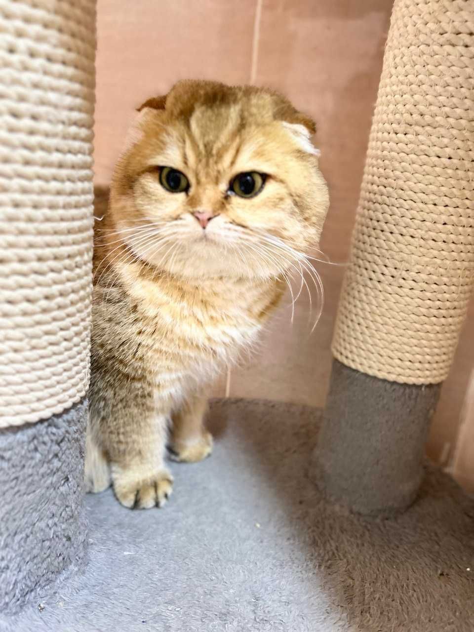 Вязка Шотландский вислоухий шиншилла
