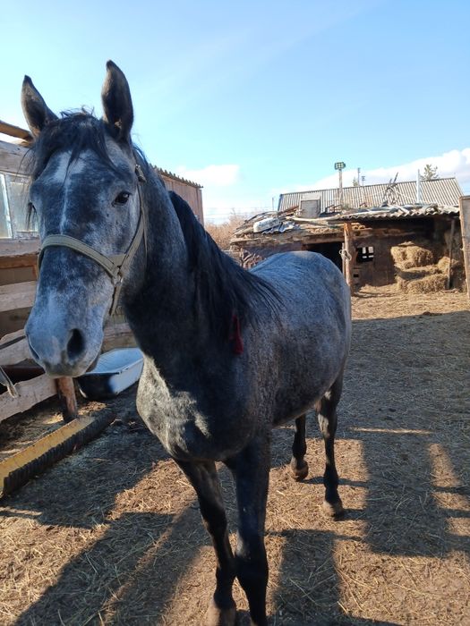 Продам лошадей на развод и согым .