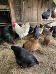 Găini Australorp, Italiene si de casă