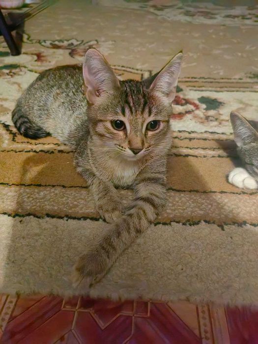 Кошки девочки 2шт