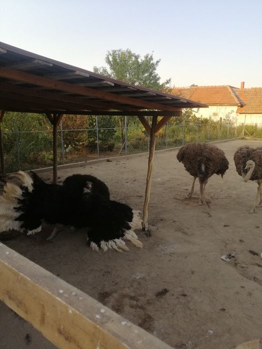 Vând familie reproducătoare!!