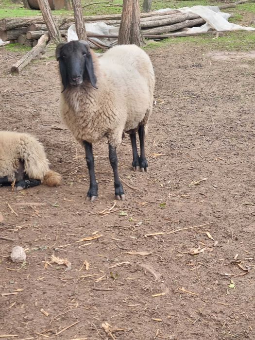 2 berbeci si 3 miele sârbești