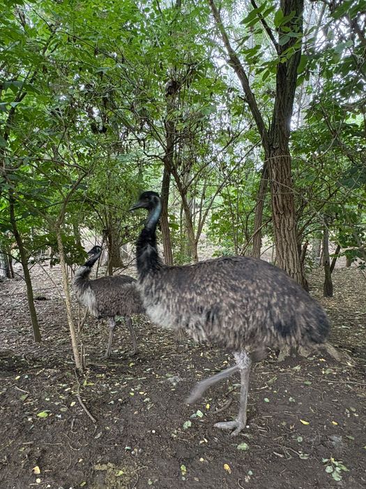 Vand EMU pasari adulte si tineret 3 luni