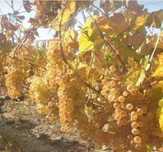 Struguri pentru vin