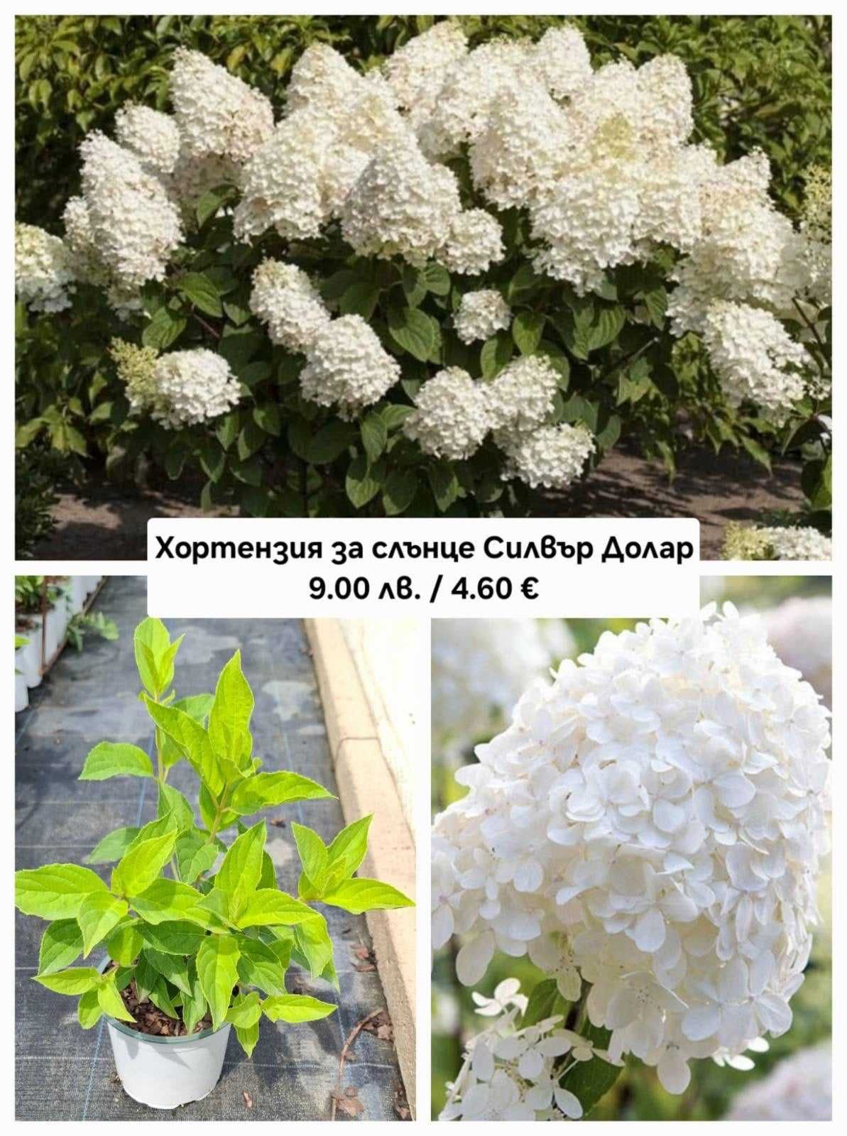 Хортензия за слънце / паникулата