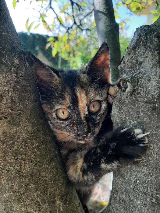 Женско коте на 4-5 месеца търси спешно дом!