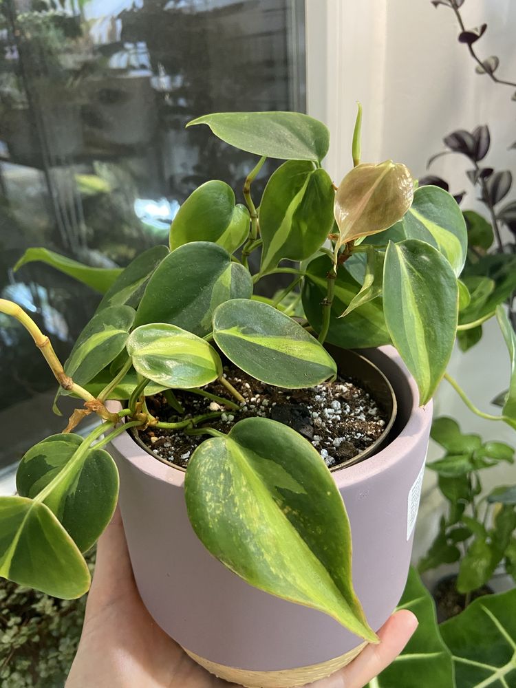 Plante de apartament: philodendron, scindapsus si multe altele