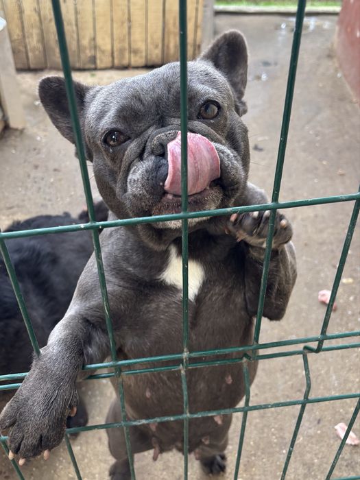 Bulldog Francez Blue