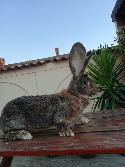 Vând iepuri uriași germani-gri