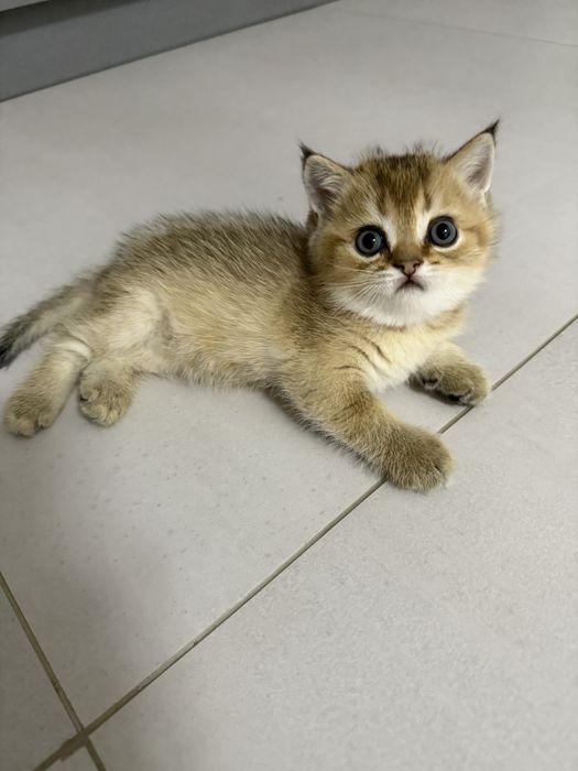 Продаются котята золотая шиншилла