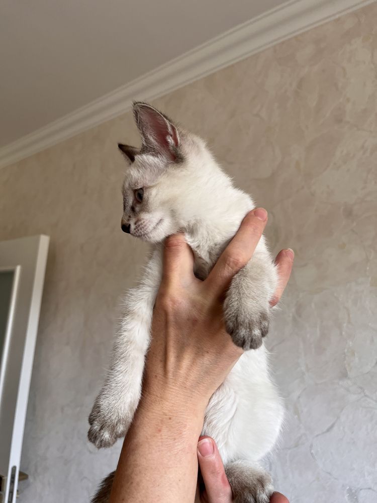 Котик, 2 месяца