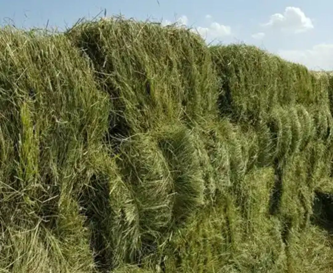 Сено луговое и рулон есть