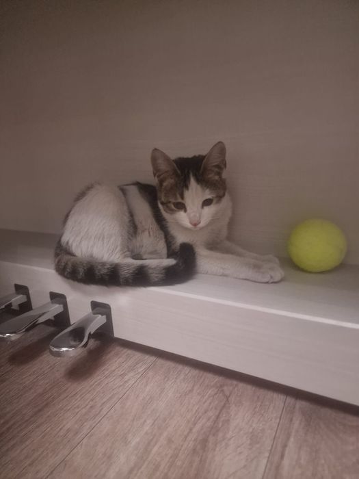 Бесплатно в хорошие руки