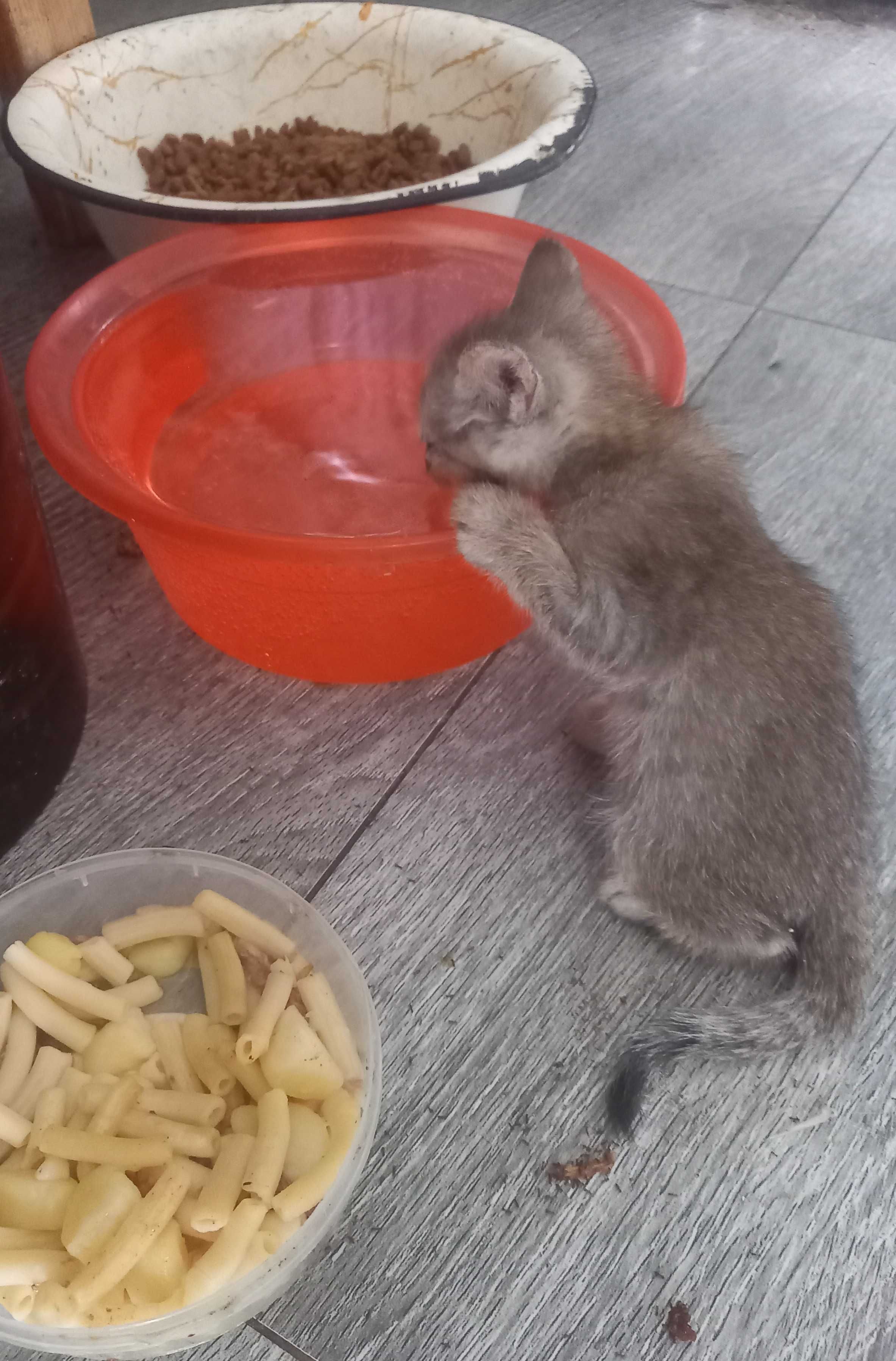 Котят в Добрые ручки