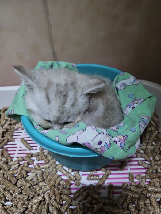 Скотиш страйт породистый котёнок