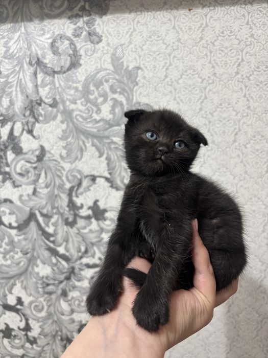 Продаются котята Бритнскйи фолд