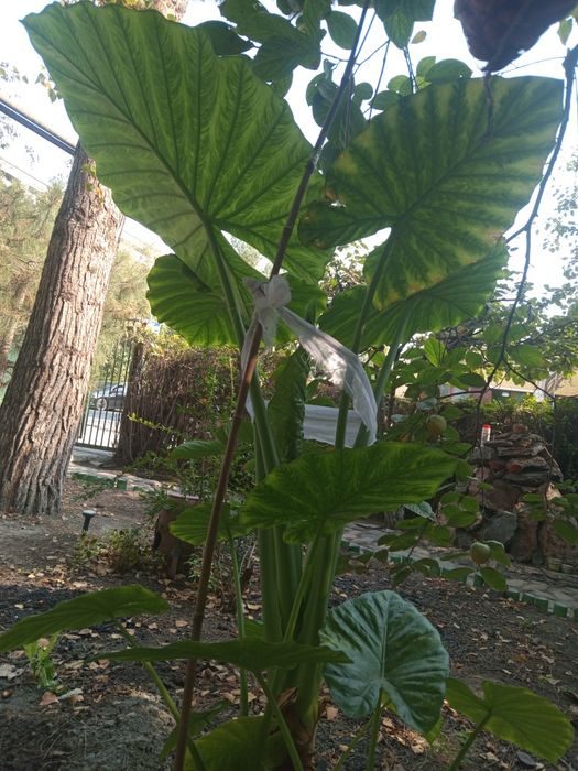 Алакозия крупно-корневая