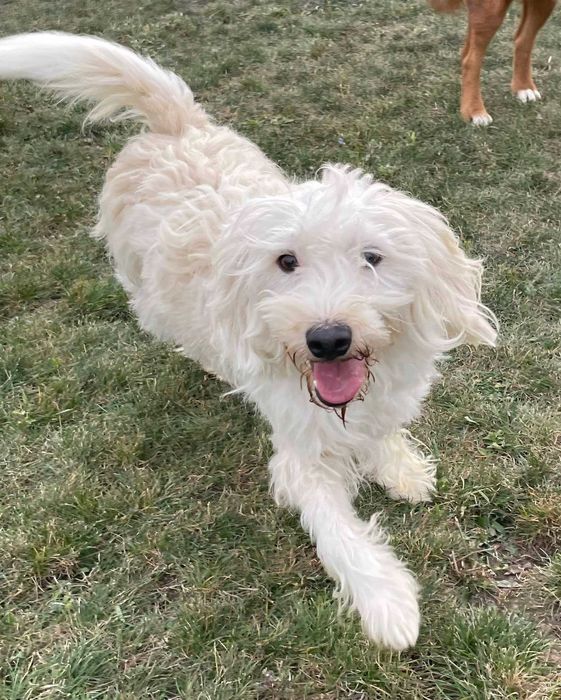 Lizzie catelusa frumoasa isi cauta o familie