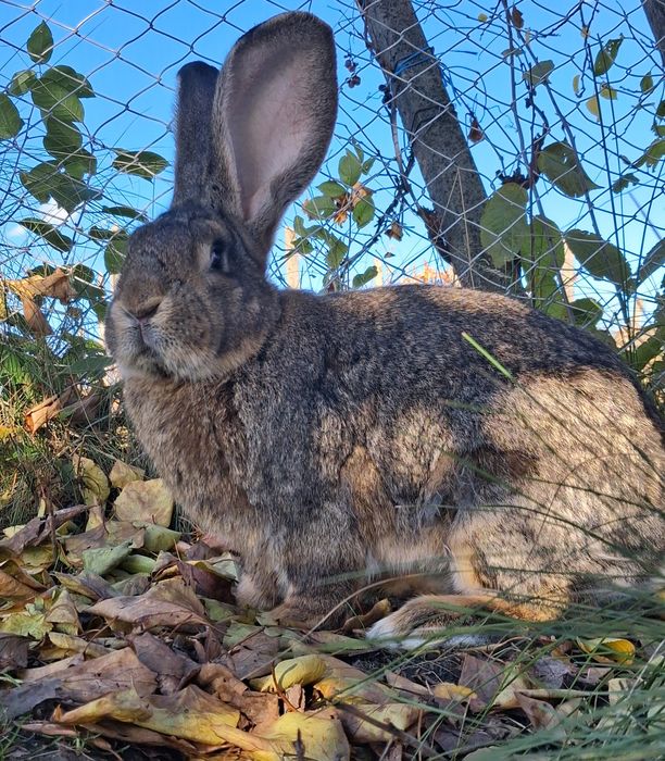 Vand Mascul Uriaș German