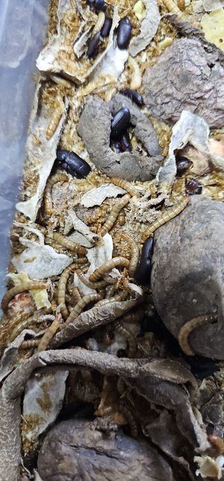 Viermi Superworms si Mealworms